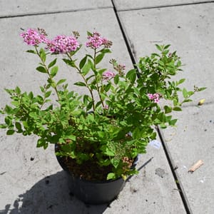 Spiraea japonica 'Little Princess'_2023_Keř_20/40_15.červen