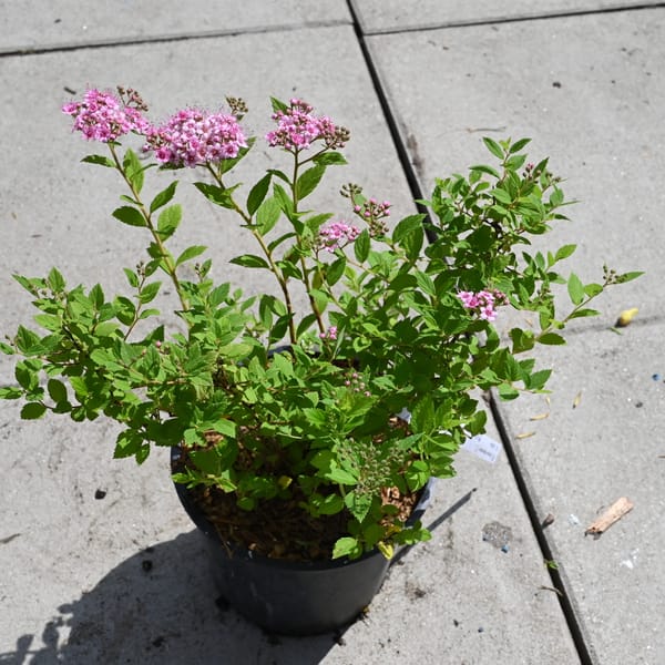 Spiraea japonica 'Little Princess'_2023_Keř_20/40_15.červen