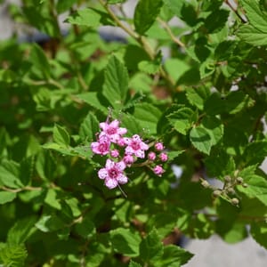 Spiraea japonica 'Little Princess'_2023_Keř_20/40_15.červen