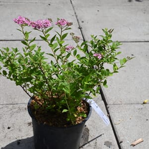 Spiraea japonica 'Little Princess'_2023_Keř_20/40_15.červen