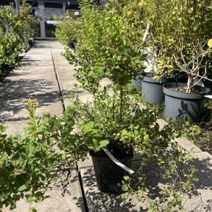 Spiraea japonica 'Little Princess'_2024_Keř_10/20_21.srpen