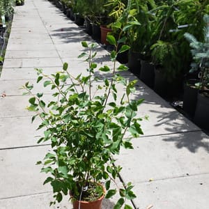 Spiraea vanhouttei_2022_Keř_10/20_15.červen