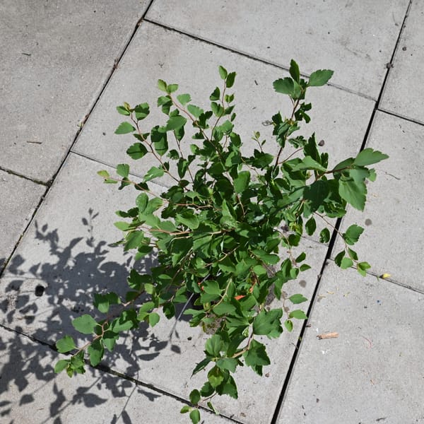 Spiraea vanhouttei_2022_Keř_10/20_15.červen