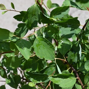 Spiraea vanhouttei_2022_Keř_10/20_15.červen
