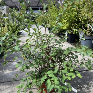Spiraea vanhouttei_2022_Keř_10/20_21.srpen
