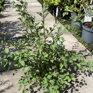 Spiraea vanhouttei_2022_Keř_10/20_21.srpen