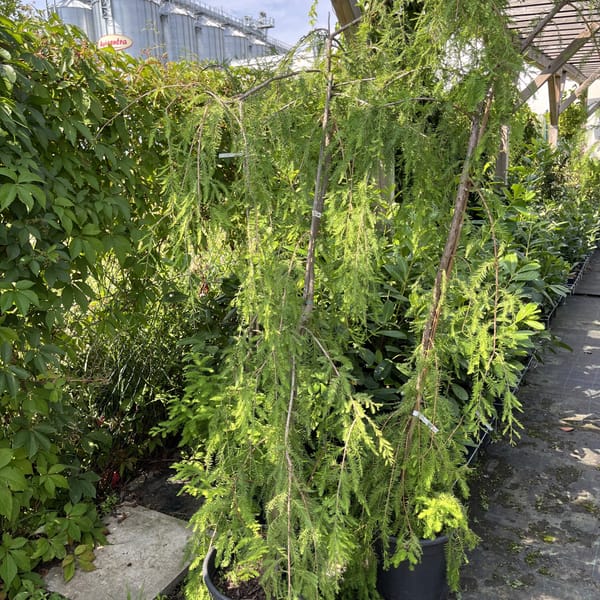 Taxodium distichum 'Novum Pendulum'_2022_Strom_150/175_20.srpen