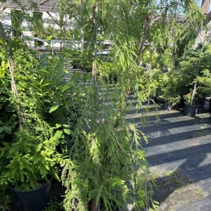 Taxodium distichum 'Novum Pendulum'_2022_Strom_150/175_20.srpen