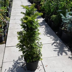 Taxus baccata_2022_Keř_40/60_15.červen
