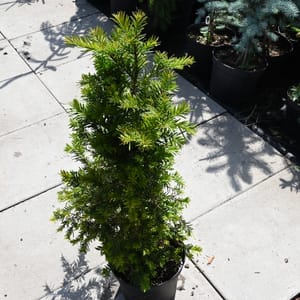 Taxus baccata_2022_Keř_40/60_15.červen