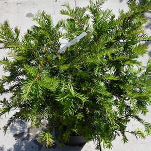 Taxus baccata_2022_Keř_40/60_15.červen