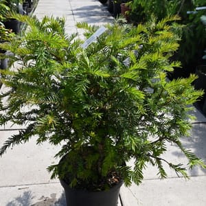 Taxus baccata_2022_Keř_40/60_15.červen