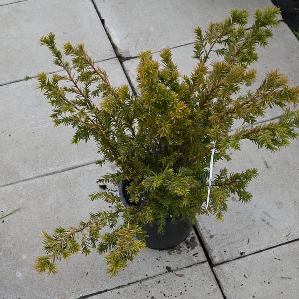 Taxus baccata_2022_Keř_40/60_16.květen