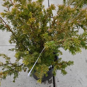 Taxus baccata_2022_Keř_40/60_16.květen