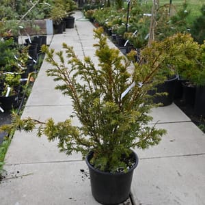 Taxus baccata_2022_Keř_40/60_16.květen