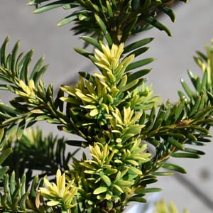 Taxus baccata 'Albospica'_2022_Keř_60/80_15.červen