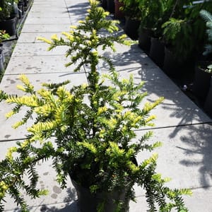 Taxus baccata 'Albospica'_2022_Keř_60/80_15.červen
