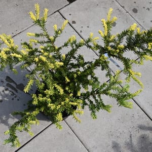 Taxus baccata 'Albospica'_2022_Keř_60/80_15.červen