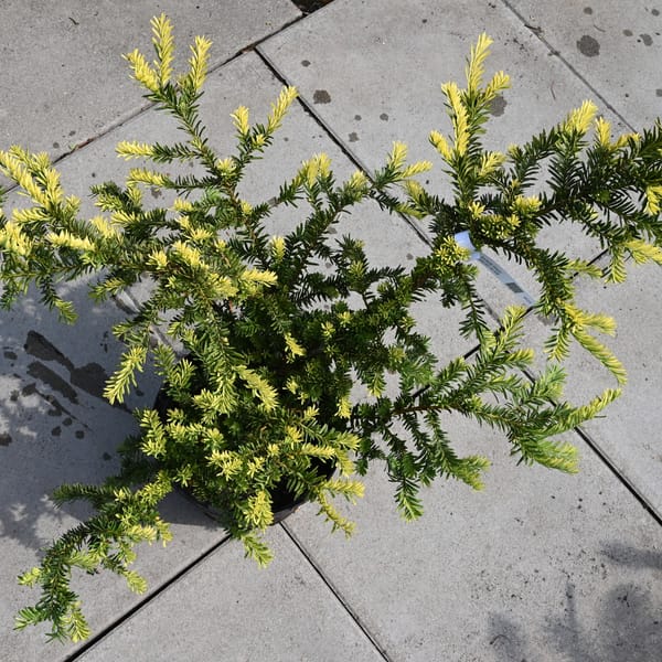 Taxus baccata 'Albospica'_2022_Keř_60/80_15.červen