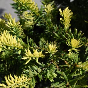 Taxus baccata 'Albospica'_2022_Keř_60/80_15.červen