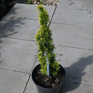 Taxus baccata 'David'_2022_Keř_20/40_15.červen