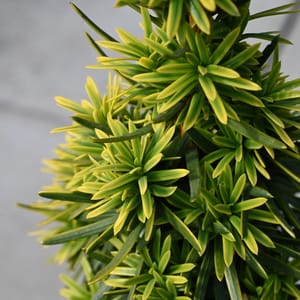 Taxus baccata 'David'_2022_Keř_20/40_15.červen