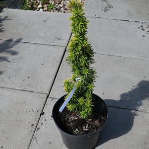 Taxus baccata 'David'_2022_Keř_20/40_15.červen