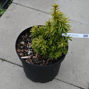 Taxus baccata 'David'_2022_Keř_20/40_16.květen