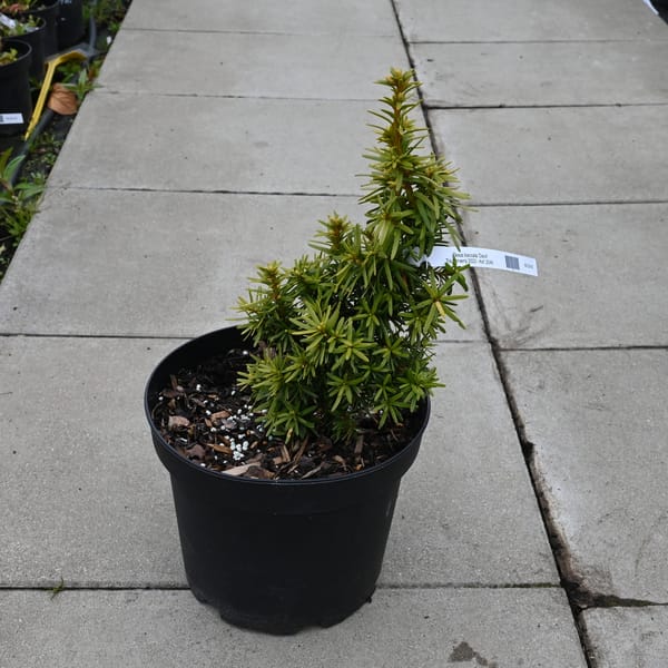 Taxus baccata 'David'_2022_Keř_20/40_16.květen