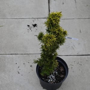 Taxus baccata 'David'_2022_Keř_20/40_16.květen