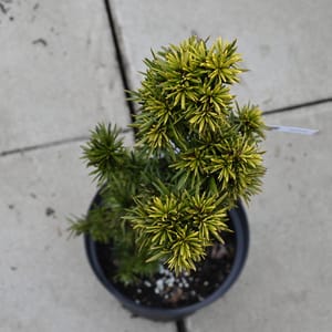 Taxus baccata 'David'_2022_Keř_20/40_16.květen