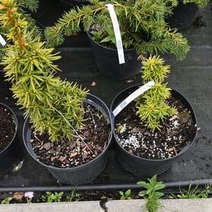 Taxus baccata 'David'_2022_Keř_20/40_16.květen