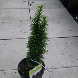 Taxus baccata 'Fastigiata Robusta'_2023_Keř_20/40_15.červen