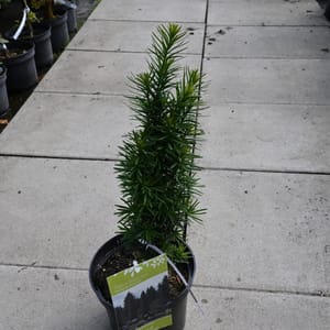 Taxus baccata 'Fastigiata Robusta'_2023_Keř_20/40_15.červen