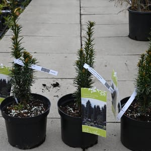 Taxus baccata 'Fastigiata Robusta'_2023_Keř_20/40_16.květen