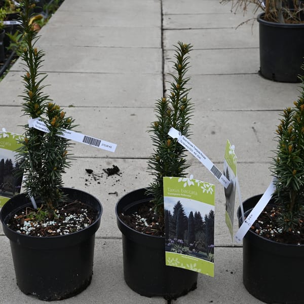 Taxus baccata 'Fastigiata Robusta'_2023_Keř_20/40_16.květen