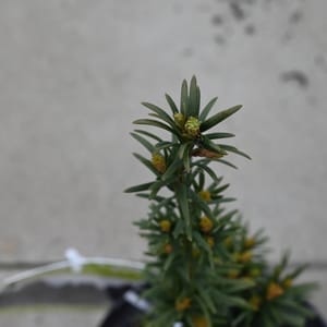 Taxus baccata 'Fastigiata Robusta'_2023_Keř_20/40_16.květen