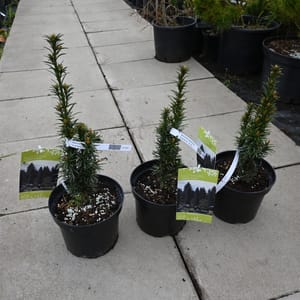 Taxus baccata 'Fastigiata Robusta'_2023_Keř_20/40_16.květen