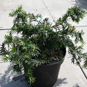 Taxus baccata 'Repandens'_2022_Keř_20/40_15.červen