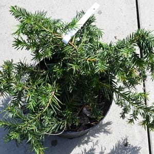 Taxus baccata 'Repandens'_2022_Keř_20/40_15.červen
