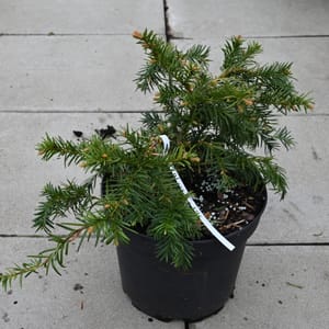 Taxus baccata 'Repandens'_2022_Keř_20/40_16.květen