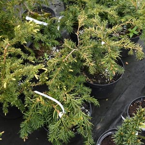 Taxus baccata 'Repandens'_2022_Keř_20/40_16.květen