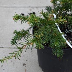 Taxus baccata 'Repandens'_2022_Keř_20/40_16.květen