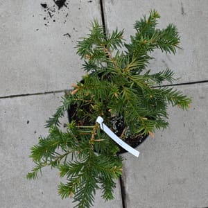 Taxus baccata 'Repandens'_2022_Keř_20/40_16.květen