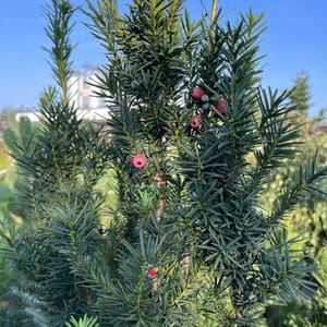 Taxus media 'Hicksii'_2022_Keř_150/175_20.srpen