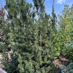 Taxus media 'Hicksii'_2022_Keř_150/175_20.srpen