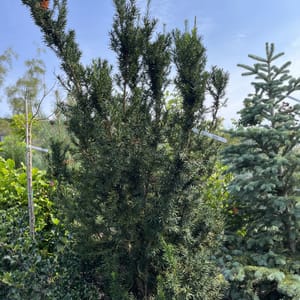 Taxus media 'Hicksii'_2022_Keř_150/175_20.srpen