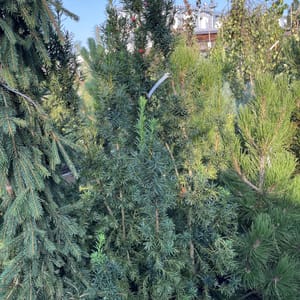 Taxus media 'Hicksii'_2022_Keř_150/175_20.srpen