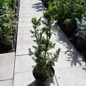 Taxus media 'Hicksii'_2022_Keř_80/100_15.červen