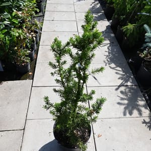Taxus media 'Hicksii'_2022_Keř_80/100_15.červen